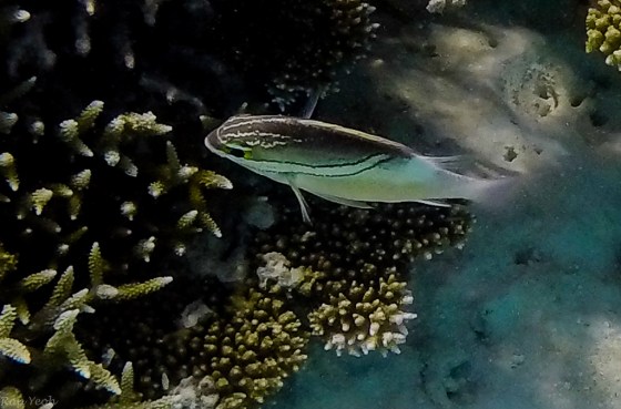 DCIM100GOPROGOPR0322.