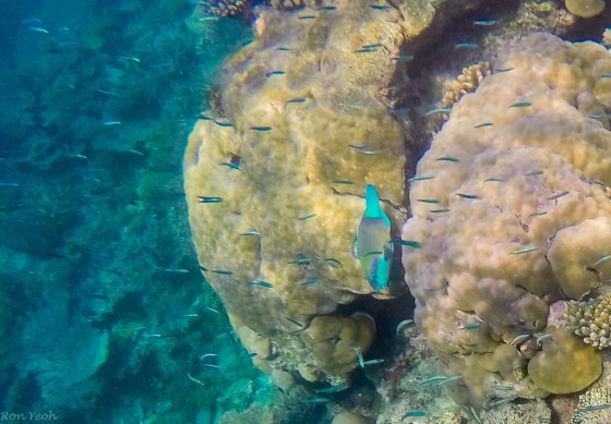 DCIM100GOPROGOPR0212.