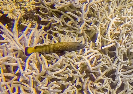 DCIM100GOPROGOPR0233.