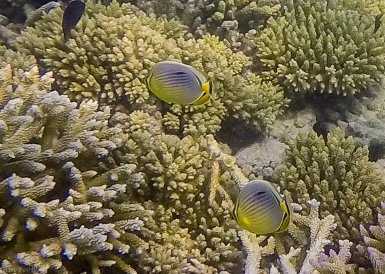 DCIM100GOPROGOPR0342.