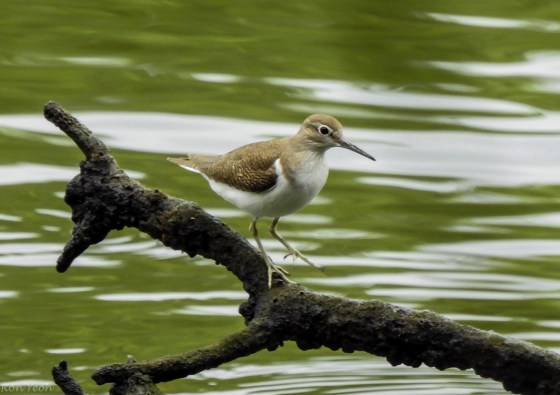 common sandpiper (2)
