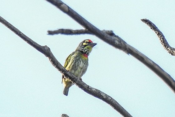 coppersmith barbet (2)