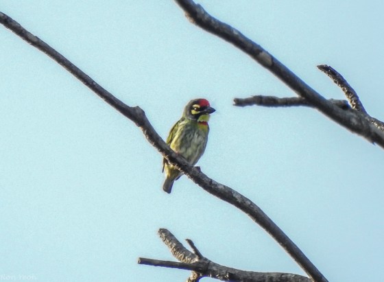 coppersmith barbet
