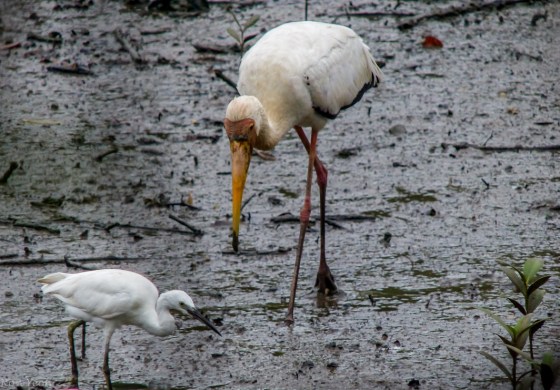 milky stork and egret