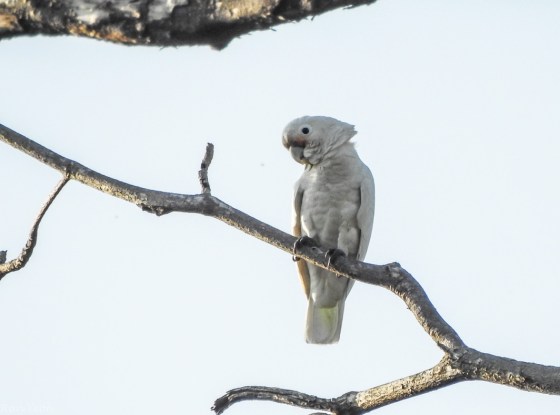 tanimbar corella