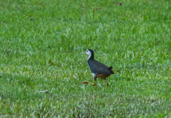 white breasted water hen