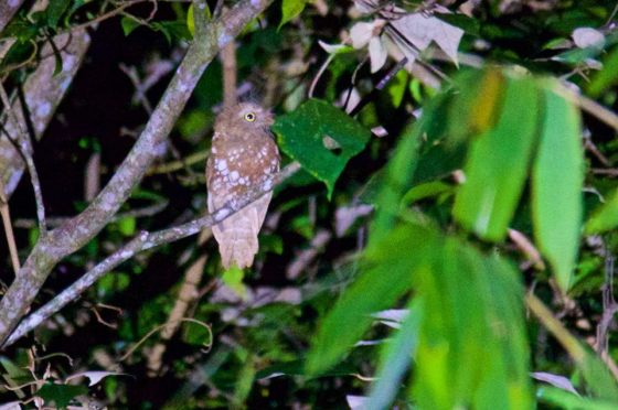 bornean frogmouth
