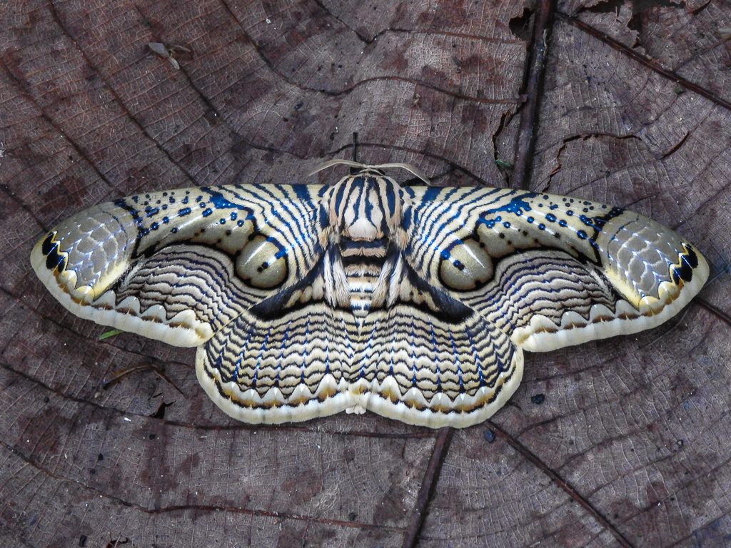 Fraser's Hill yet again I: moths | The Natural Traveller