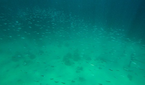 DCIM100GOPROGOPR0754.