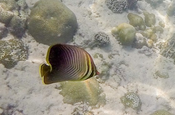 DCIM100GOPROGOPR0823.