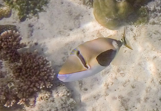 DCIM100GOPROGOPR0831.