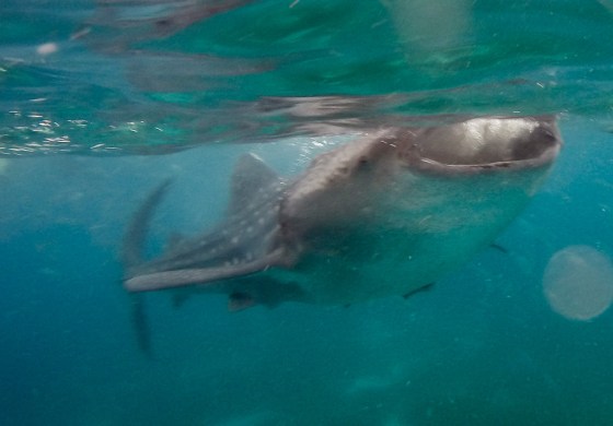 DCIM100GOPROGOPR0974.