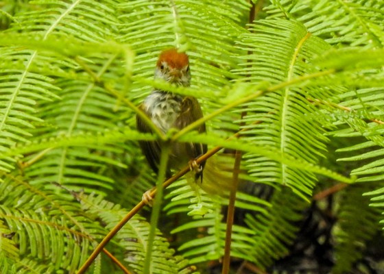 DSCN5955