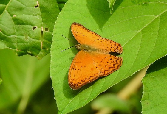DSCN6015