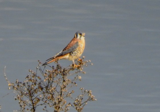 american-kestrel