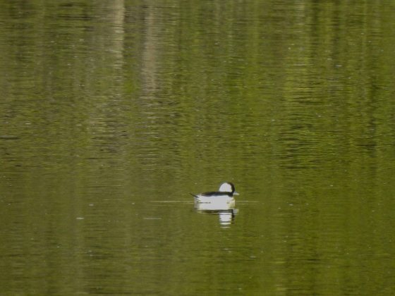 bufflehead
