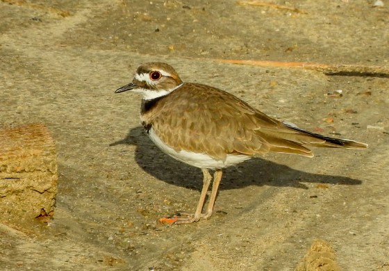 killdeer