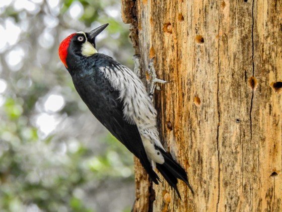 acorn woodpecker