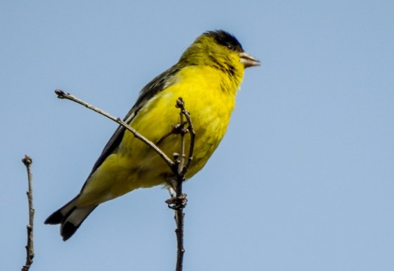 lesser goldfinch