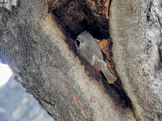 oak titmouse (2)