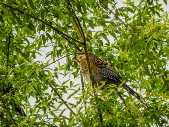 white speckled laughing thrush