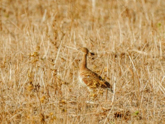 little bustards