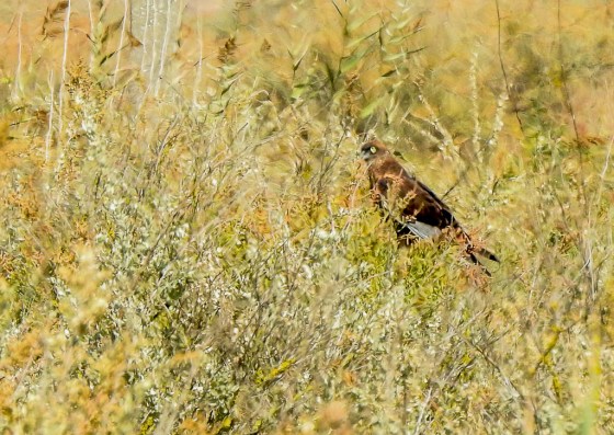 Marsh Harrier