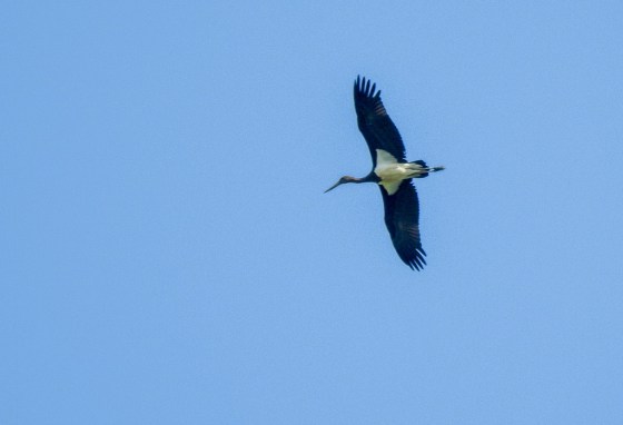 black stork