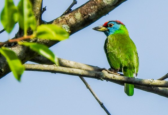 blue throated barbet