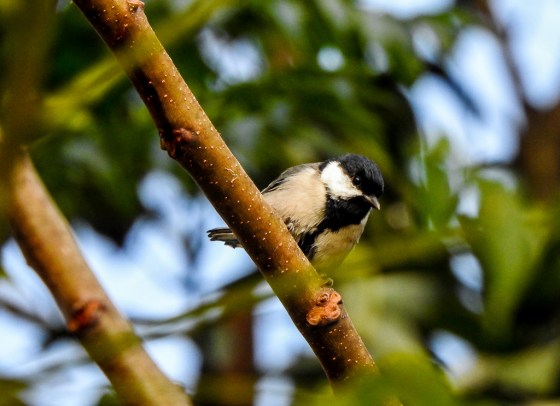 great tit