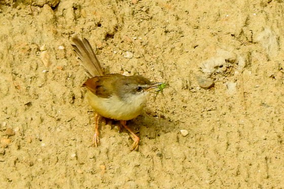 grey breasted prinia (2)