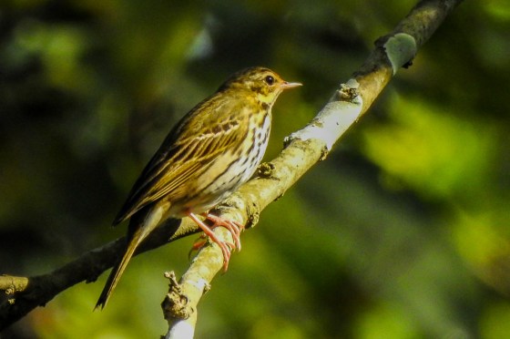 olive backed pipit