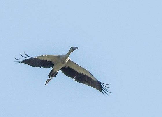 open bill stork