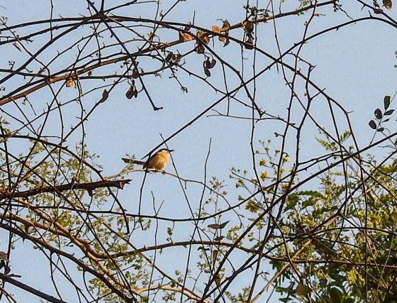 ashy prinia