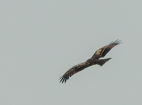 black kite