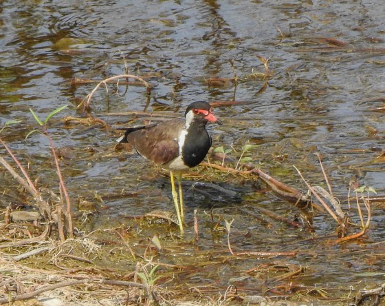 red wattled lapwing