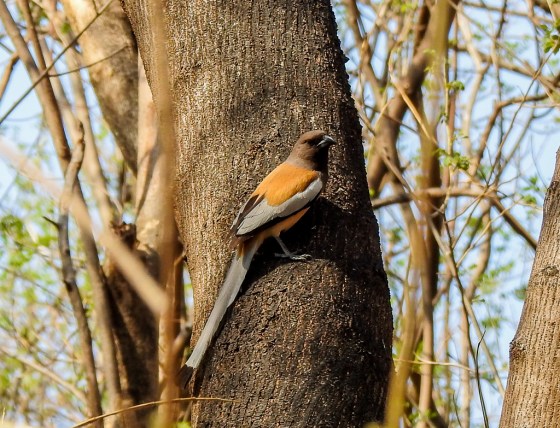 rufous treepie