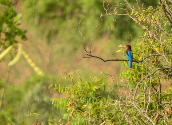 white throated kingfisher