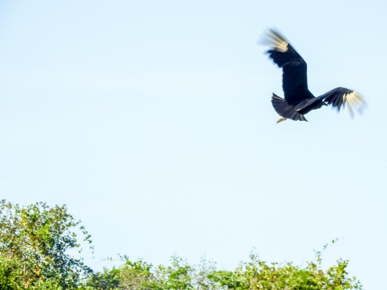 black headed vulture