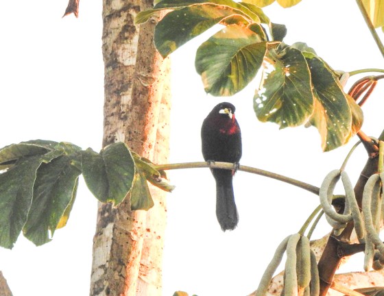 silver beaked tanager (2)