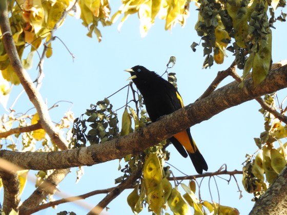 yellow rumped cacique