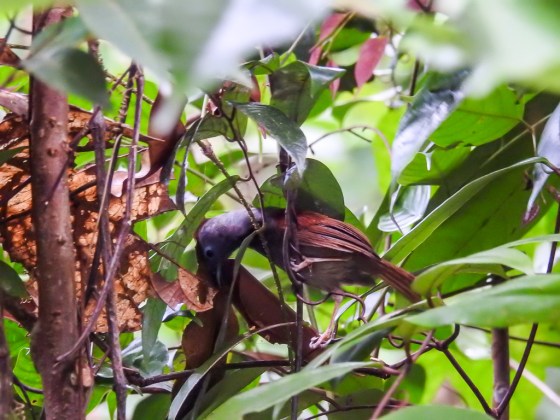 chestnutwinged babbler