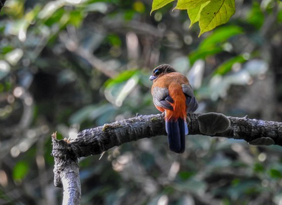 female scarlet rumped trogon
