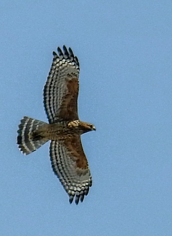 redshouldered hawk