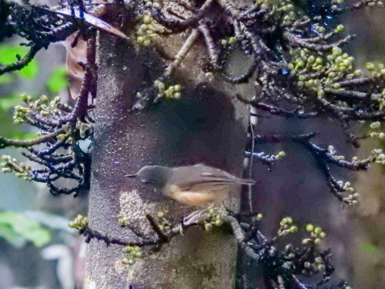 short tailed babbler