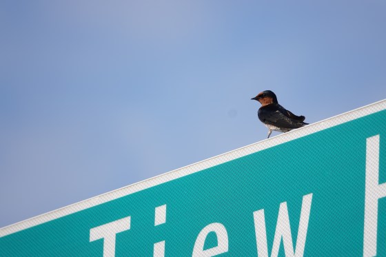 DSC00167-Pacific Swallow