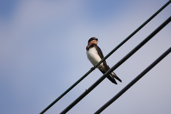 DSC00176-Barn Swallow