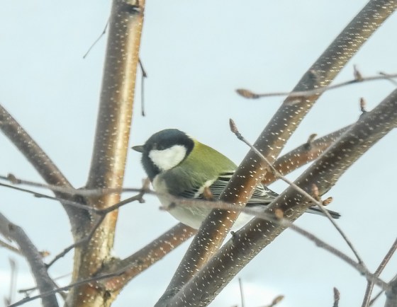 Japanese or eastern great tit