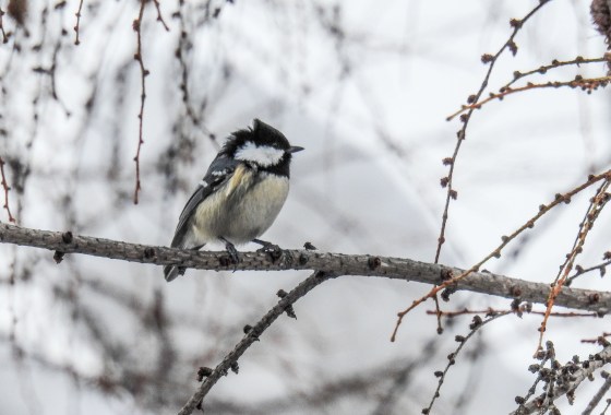 coal tit (2)