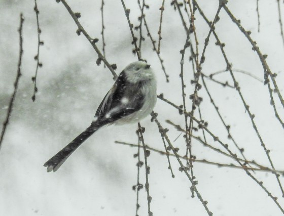 long-tailed tit